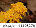 黄色い粘菌 41103270