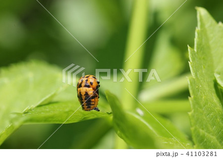 ナナホシテントウのさなぎ13 ナナホシテントウのさなぎ13 41103281