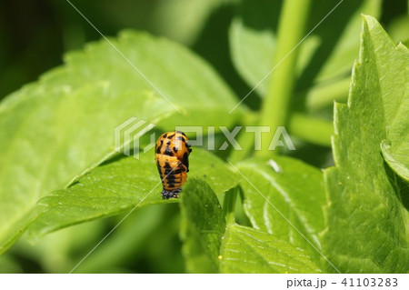 ナナホシテントウのさなぎ１５ 41103283