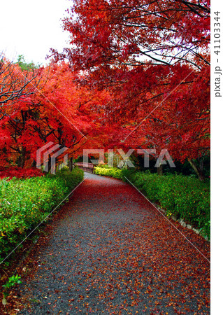 【静岡】修善寺　紅葉のトンネルと紅葉の絨毯 41103344
