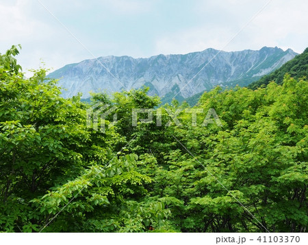 鍵掛峠から見た大山南壁の眺望　大山　初夏の大山 41103370