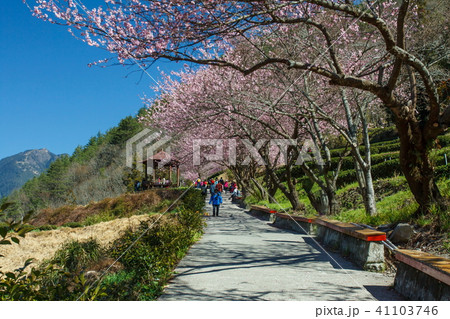 桜 さくら サクラ 41103746