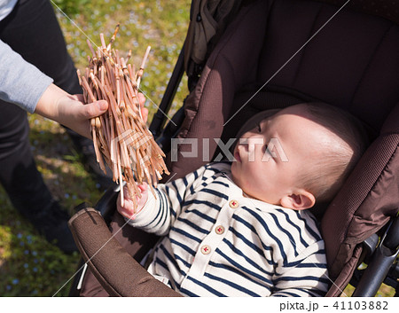 つくし つくし 41103882