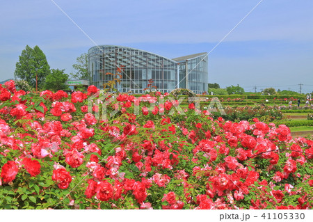 バラ咲き誇る茨城県フラワーパーク 41105330