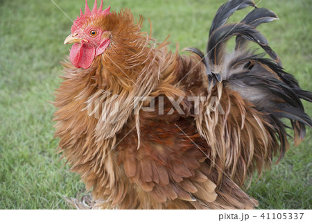 英国 イギリス 家畜 鶏 英国 イギリス 家畜 鶏 41105337
