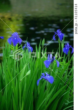風景写真 水辺のカキツバタ　 初夏　水際の彩り　カキツバタの季節　雨が似合うカキツバタ 41105414