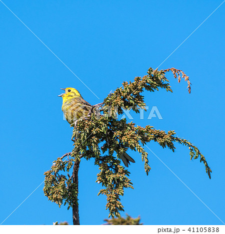 Singing Yellowhammer on a twig Singing Yellowhammer on a twig 41105838