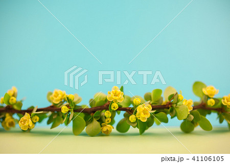 Spring blossoming barberry branch 41106105