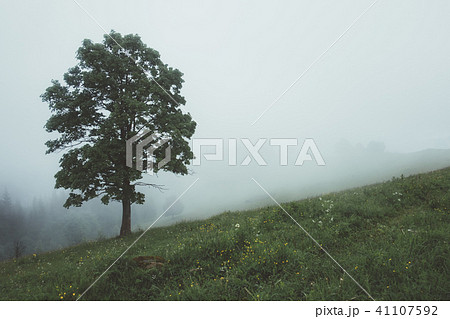 Alone tree in the fog Alone tree in the fog 41107592