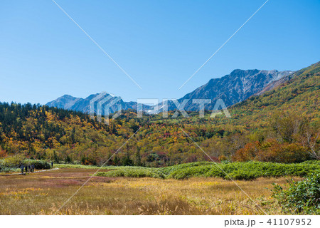 栂池自然園 紅葉 栂池自然園 紅葉 41107952