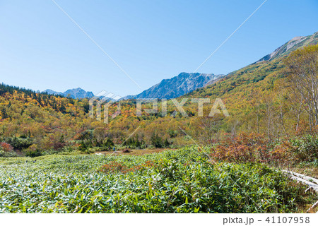 栂池自然園 紅葉 栂池自然園 紅葉 41107958
