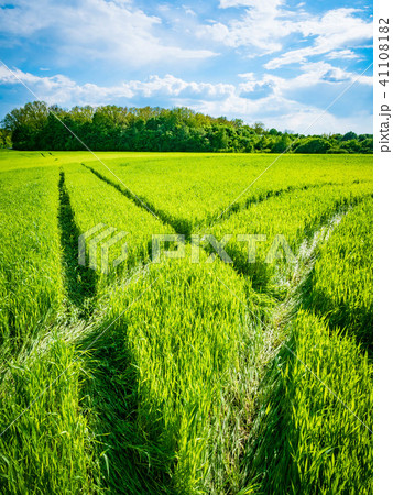 Green wheat field. Road in a green field of wheat. Traces of agricultural transport on the grass on 41108182