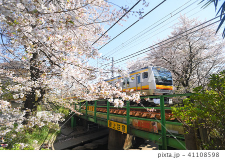 ニカ領用水宿河原線の桜と南武線の電車　川崎市多摩区 41108598