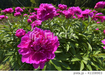 芍薬 富士 の写真素材