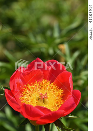 芍薬(コーラル N・ゴールド) 芍薬(コーラル N・ゴールド) 41108914