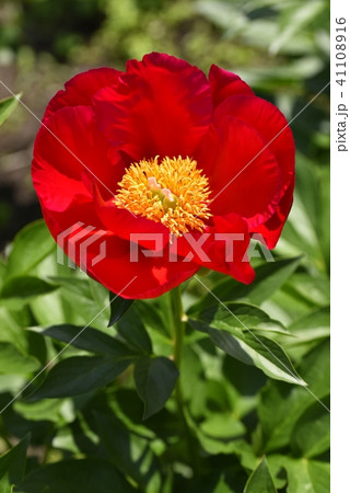 芍薬 アメリカ の写真素材