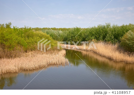 Water surface with plants Water surface with plants 41108957