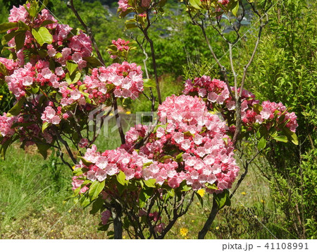 満開のカルミア（アメリカシャクナゲ）の花 41108991
