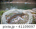 釣り上げたイワナ 41109097