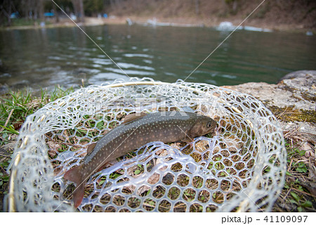 釣り上げたイワナ 41109097
