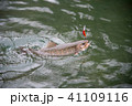 イワナが釣れた 41109116