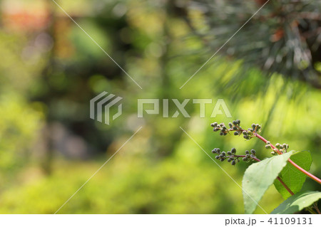 サラサウツギの花の蕾 サラサウツギの花の蕾 41109131