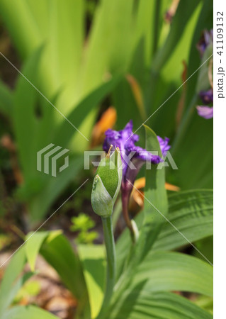 イチハツの花後 41109132