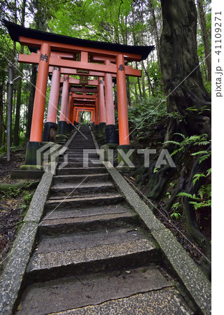 伏見稲荷大社　稲荷山鳥居群 41109271