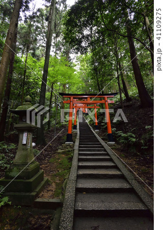 伏見稲荷大社　稲荷山鳥居群 41109275