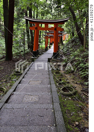 伏見稲荷大社　稲荷山鳥居群 41109279