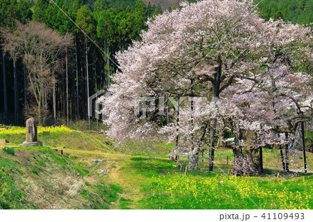 美しき桜の花 その201806 : 花と植物が織りなす色紙 その201806 美しき桜の花 その201806 : 花と植物が織りなす色紙 その201806 41109493