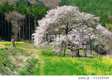 美しき桜の花　その201806　：　　花と植物が織りなす色紙　その201806 41109580