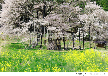 美しき桜の花 その201806 : 花と植物が織りなす色紙 その201806 美しき桜の花 その201806 : 花と植物が織りなす色紙 その201806 41109583