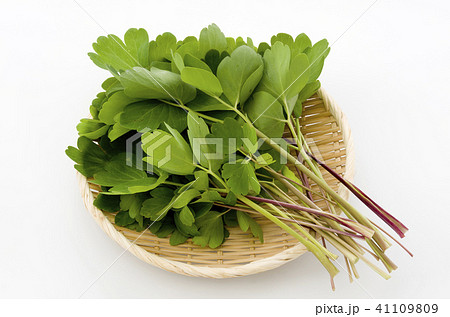 長命草(ボタンボウフウ) 長命草(ボタンボウフウ) 41109809