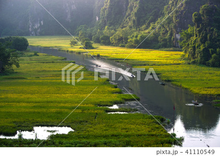 Rice fields in Tam Coc, Ninh Binh 41110549