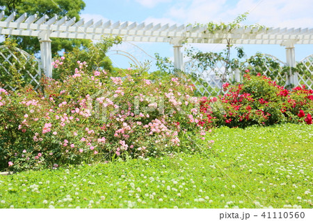 初夏のバラ園 41110560