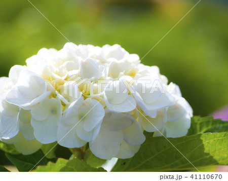 白い紫陽花 白い紫陽花 41110670