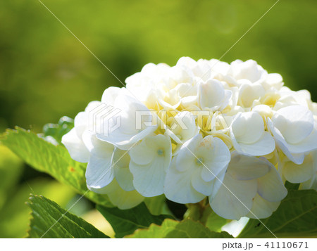 白い紫陽花 白い紫陽花 41110671