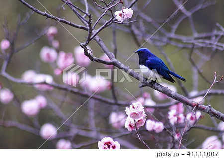 美しい早春のオオルリ 41111007