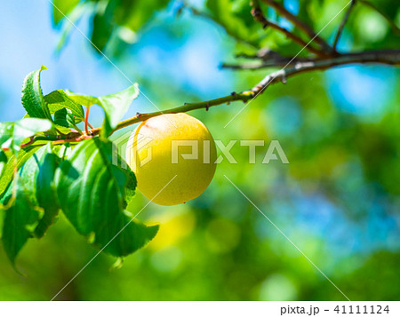 有機栽培の完熟梅 41111124