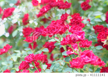 初夏のバラ　ミニ薔薇 41111141