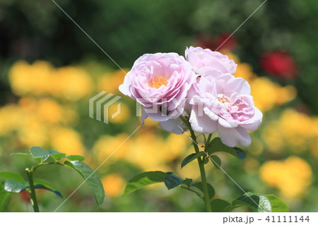 初夏のバラ ブルーバユーの花 初夏のバラ ブルーバユーの花 41111144
