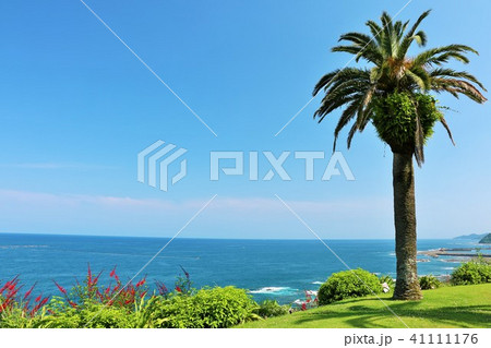 宮崎県　青空と海とヤシの木 41111176