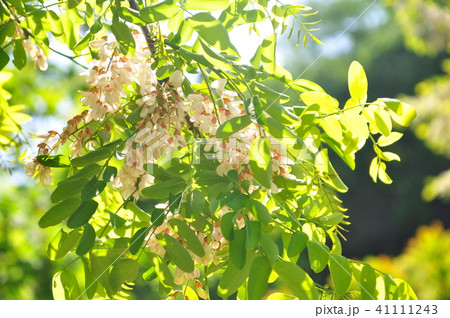 ニセアカシアの花 ニセアカシアの花 41111243
