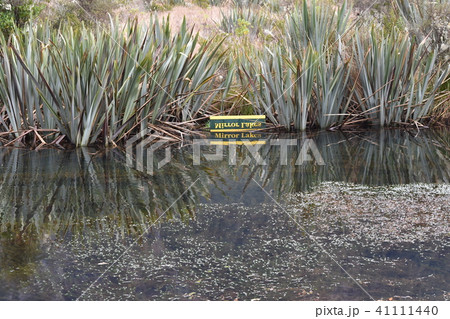 ニュージーランドのミラー湖 41111440