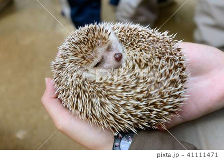 動物園 動物園 41111471