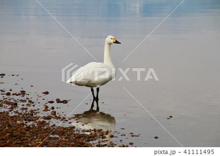 猪苗代湖の白鳥（福島県・湖南町） 41111495