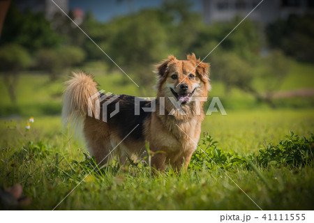 犬 狗 わんこ 41111555