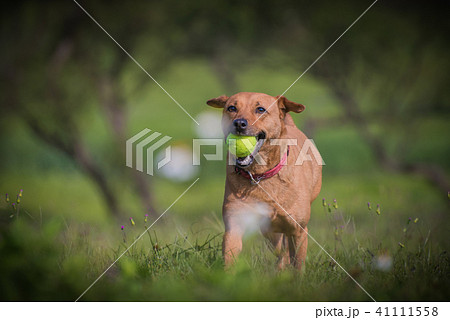 草 芝生 芝 41111558