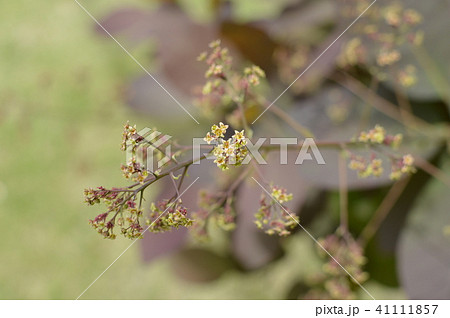 スモークツリーの花 41111857